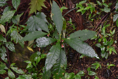 Ardisia cornudentata stenosepala