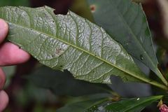 Ardisia cornudentata stenosepala