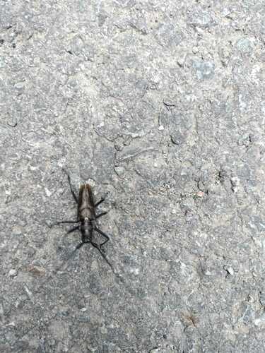 Carpenter Sawyer Beetle