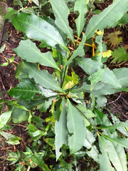 Ardisia cornudentata stenosepala