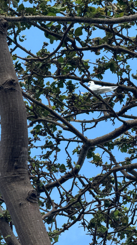 iNaturalist image