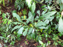 Ardisia cornudentata stenosepala
