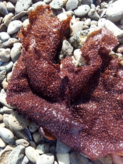 Sarcothalia circumcincta