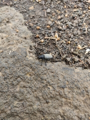 Dorcadion fuliginator