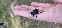 Timarcha tenebricosa