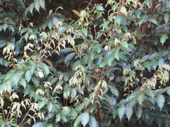 Castanopsis sieboldii