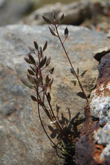 Draba siliquosa