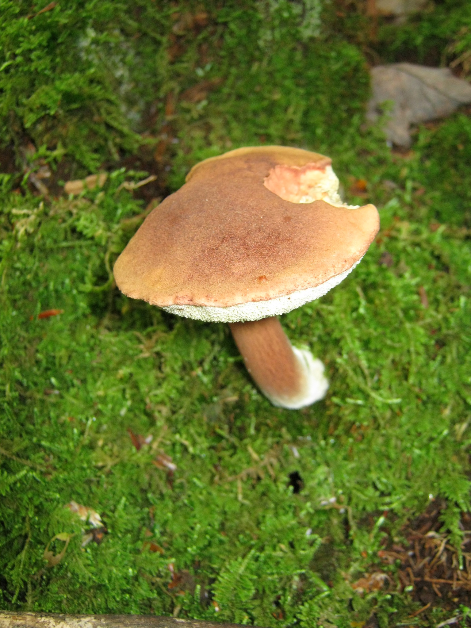 Imleria badia image