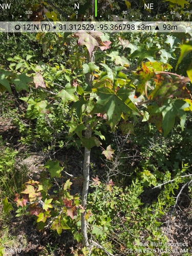 American sweetgum
