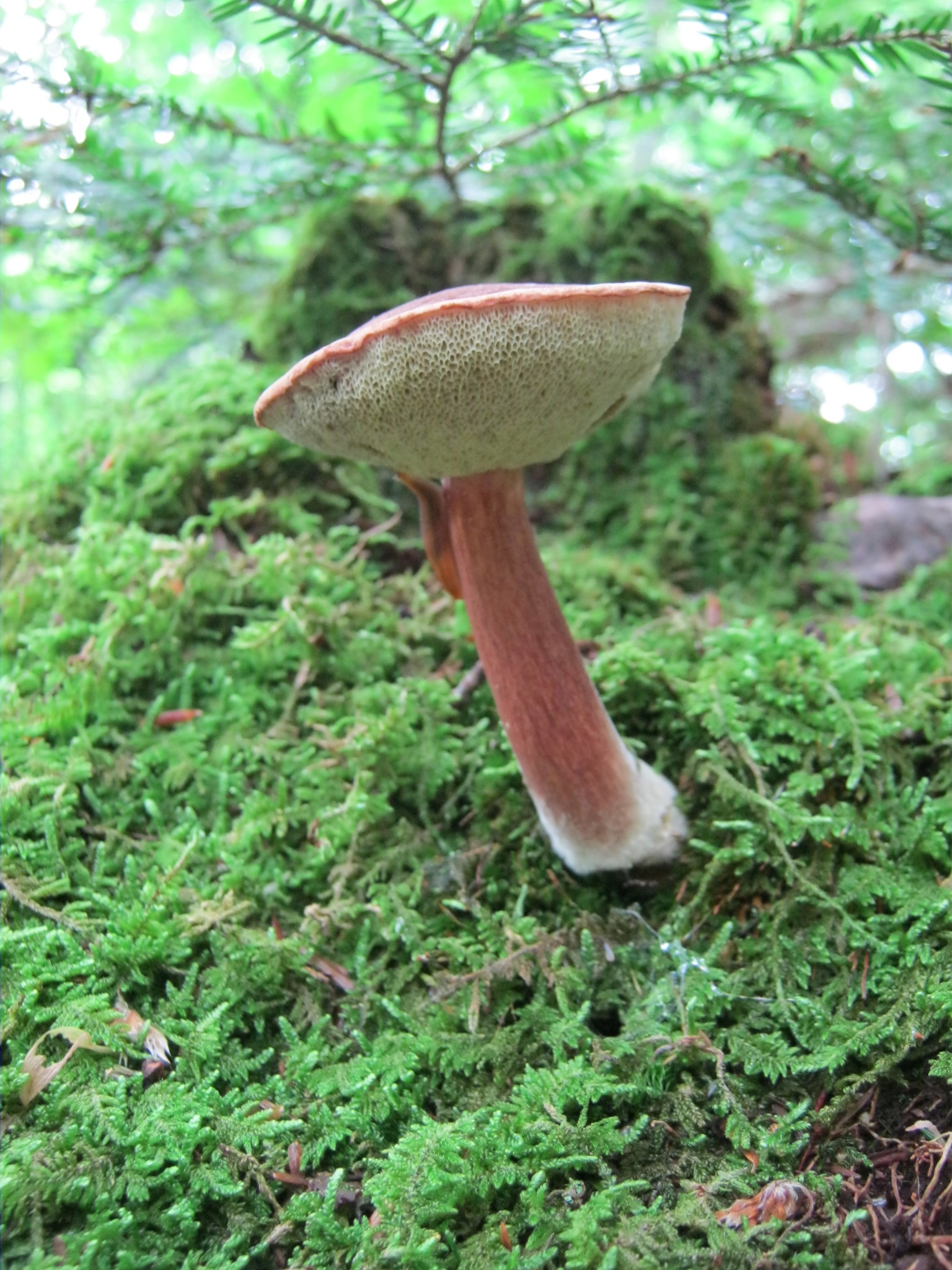 Imleria badia image