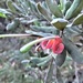 Hoary Grevillea - Photo (c) Chris Jonkers, some rights reserved (CC BY-NC), uploaded by Chris Jonkers
