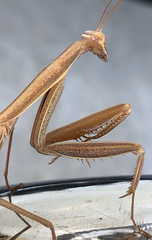 Paramantis sacra
