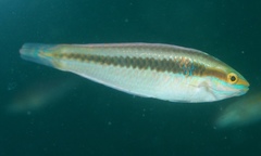 Blue-Spot V-Wrasse photo 2