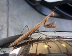 Paramantis sacra
