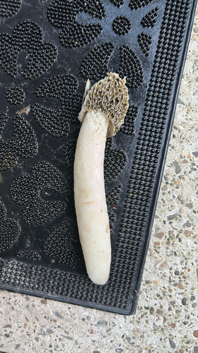 dune stinkhorn