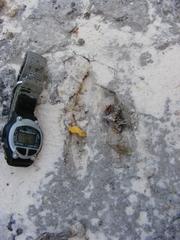 Alcelaphus buselaphus caama