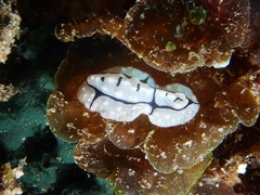 Phyllidiopsis shireenae