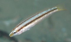 Blue-Spot V-Wrasse photo 4
