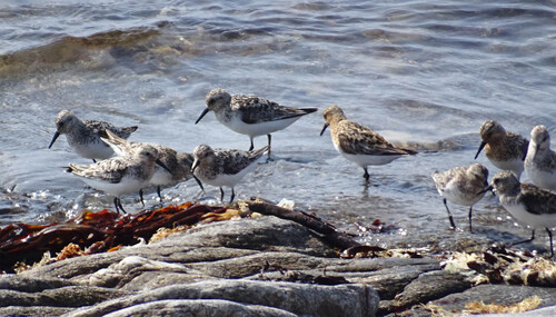 iNaturalist image