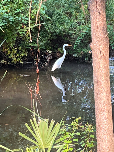 iNaturalist image