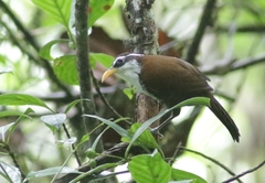 Pomatorhinus melanurus