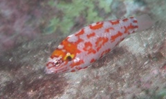 Macropharyngodon choati