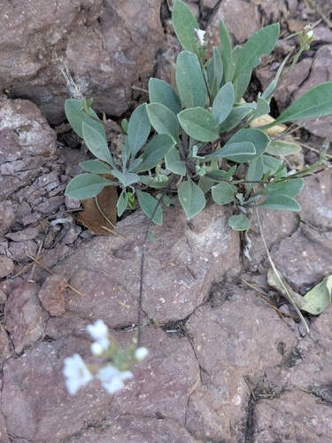 White Bladderpod