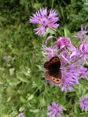 Scotch Argus