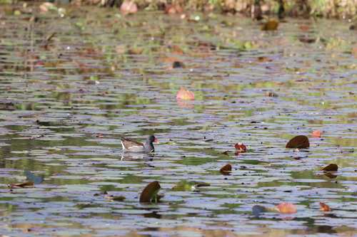 iNaturalist image