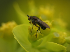 Dolichopodinae