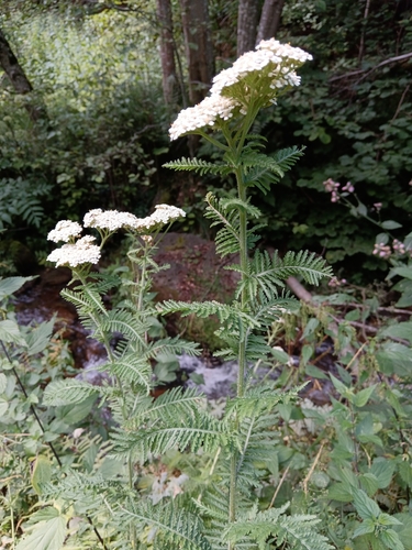 Tall Yarrow