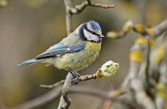 Cyanistes caeruleus