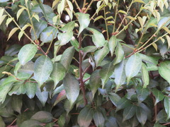 Castanopsis sieboldii