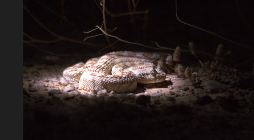 Desert Horned Viper