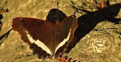 Eurytela hiarbas angustata