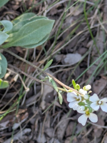 White Bladderpod
