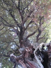 Castanopsis sieboldii