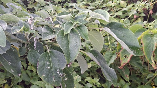 Pipturus arborescens observed 2026-07-19