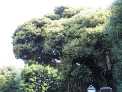 Castanopsis sieboldii