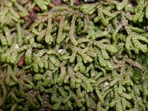 Lepidozia concinna