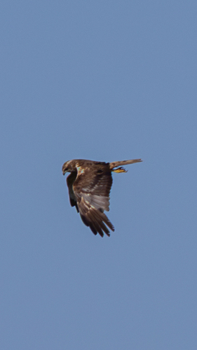 iNaturalist image