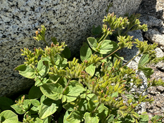 Draperia systyla