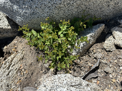 Draperia systyla, photograph (c) Kyle Elshoff, some rights reserved (CC BY)