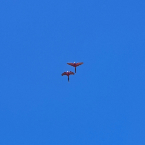 Red-and-green Macaw