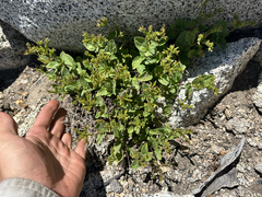 Draperia systyla, photograph (c) Kyle Elshoff, some rights reserved (CC BY)