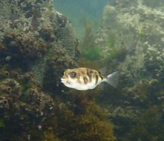 Contusus brevicaudus