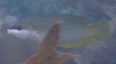 Anampses elegans