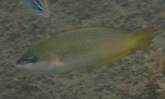 Anampses elegans