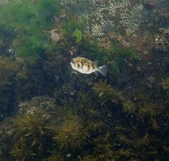 Contusus brevicaudus