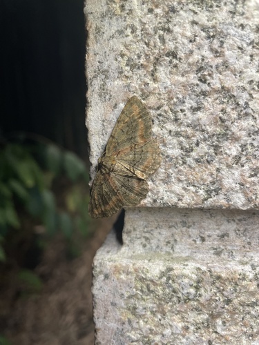 Calicha griseoviridata